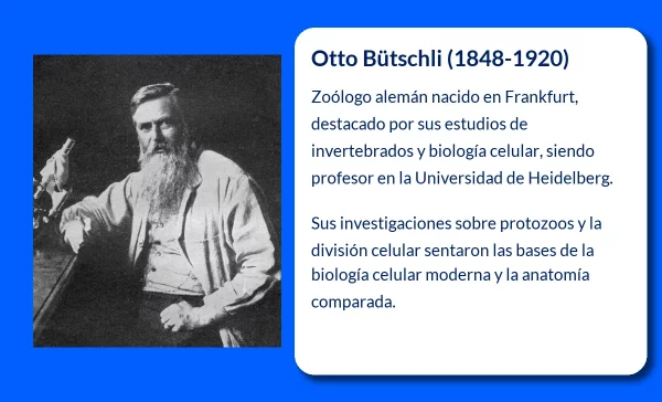 Otto Bütschli (1848-1920): El Pionero Alemán en el Estudio de los Invertebrados y la Biología Celular