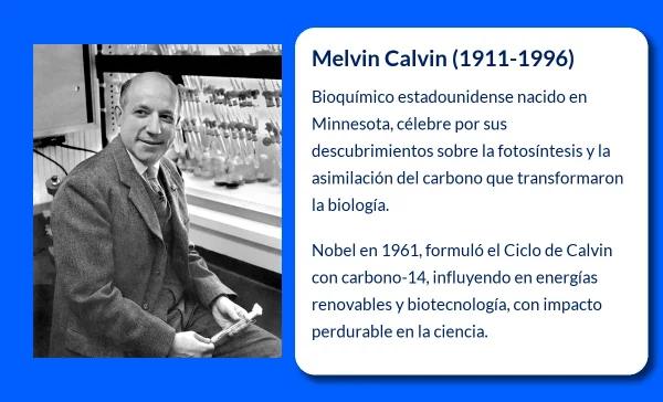 Melvin Calvin (1911-1996): El pionero que desveló los secretos de la fotosíntesis