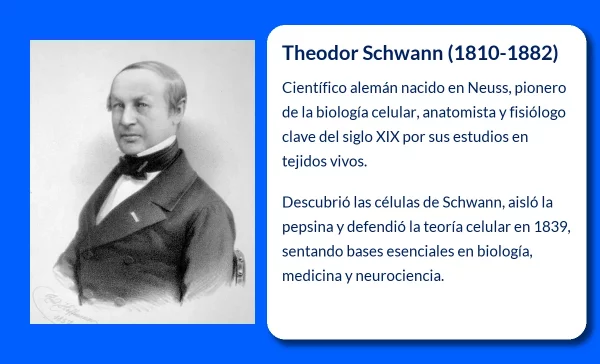 Theodor Schwann. El anatomista y fisiólogo que revolucionó la biología celular